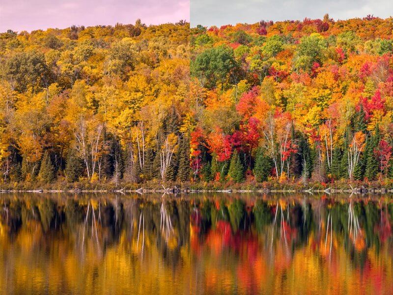 fall-colors-cvd-vs-normal
